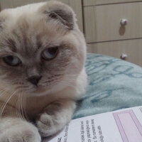 Scottish Fold, Kedi  Paspas fotoğrafı