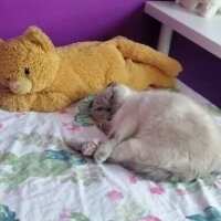 Scottish Fold, Kedi  Paspas fotoğrafı