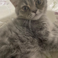 Scottish Fold, Kedi  Kedoş fotoğrafı