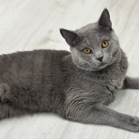British Shorthair, Kedi  Duman fotoğrafı