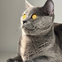 British Shorthair, Kedi  Duman fotoğrafı
