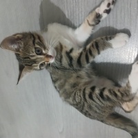 Tekir Kedi, Kedi  Adsız fotoğrafı