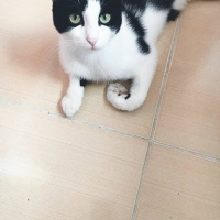 Tekir Kedi, Kedi  Peti fotoğrafı