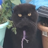 Scottish Fold, Kedi  Karabiber fotoğrafı