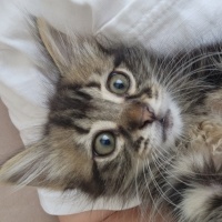 Tekir Kedi, Kedi  Boncuk fotoğrafı