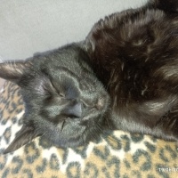 Tekir Kedi, Kedi  Karaoğlan fotoğrafı