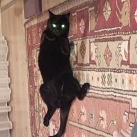 Tekir Kedi, Kedi  Karaoğlan fotoğrafı