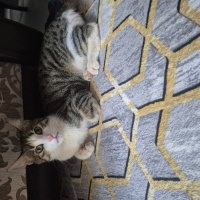Tekir Kedi, Kedi  Minnak fotoğrafı
