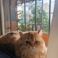British Longhair, Kedi  Karamel fotoğrafı