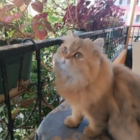 British Longhair, Kedi  Karamel fotoğrafı