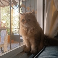 British Longhair, Kedi  Karamel fotoğrafı