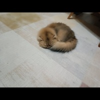 British Longhair, Kedi  Karamel fotoğrafı