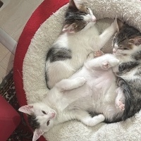 Tekir Kedi, Kedi  Korkak fotoğrafı