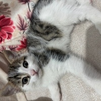 Tekir Kedi, Kedi  Korkak fotoğrafı