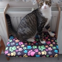 Tekir Kedi, Kedi  Mini fotoğrafı