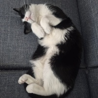 Tekir Kedi, Kedi  MİO fotoğrafı