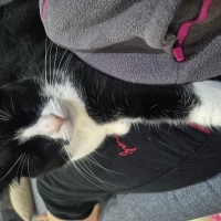 Tekir Kedi, Kedi  MİO fotoğrafı