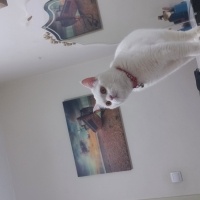 British Shorthair, Kedi  Pamuk fotoğrafı