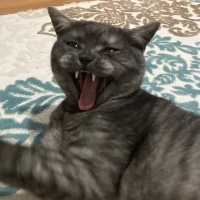 British Shorthair, Kedi  Bulut fotoğrafı