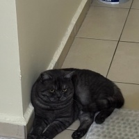 British Shorthair, Kedi  Bulut fotoğrafı
