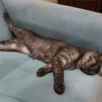 British Shorthair, Kedi  Bulut fotoğrafı