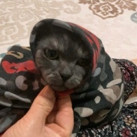 British Shorthair, Kedi  Bulut fotoğrafı