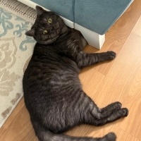 British Shorthair, Kedi  Bulut fotoğrafı