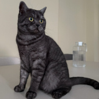 British Shorthair, Kedi  Bulut fotoğrafı