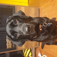 Labrador Retriever, Köpek  Noxy fotoğrafı