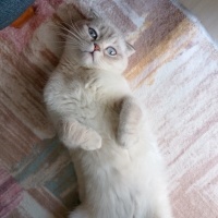 Scottish Fold, Kedi  Sütlaç fotoğrafı