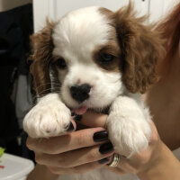 Cavalier King Charles Spanieli, Köpek  Milka fotoğrafı