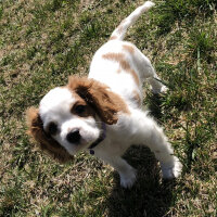 Cavalier King Charles Spanieli, Köpek  Milka fotoğrafı