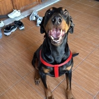Doberman Pinscher, Köpek  Tyson fotoğrafı