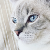 Scottish Fold, Kedi  Herkül fotoğrafı