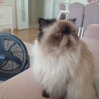 Chinchilla, Kedi  Cia fotoğrafı