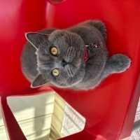 British Shorthair, Kedi  Duman fotoğrafı