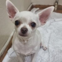 Chihuahua, Köpek  Kartopu fotoğrafı