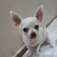 Chihuahua, Köpek  Kartopu fotoğrafı