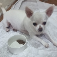 Chihuahua, Köpek  Kartopu fotoğrafı