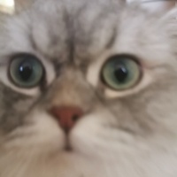 British Longhair, Kedi  Pıtırcık fotoğrafı