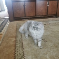 British Longhair, Kedi  Pıtırcık fotoğrafı