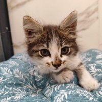 Tekir Kedi, Kedi  Leo fotoğrafı