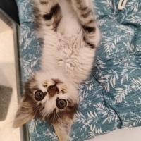 Tekir Kedi, Kedi  Leo fotoğrafı
