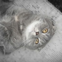 Scottish Fold, Kedi  STAR fotoğrafı