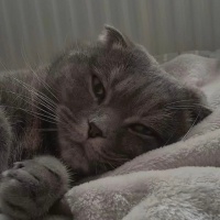 Scottish Fold, Kedi  STAR fotoğrafı