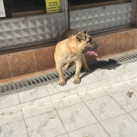 Presa Canario, Köpek  Mişa fotoğrafı