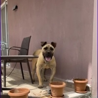 k1277583 kullanıcısının #227190 peti