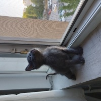 Tekir Kedi, Kedi  Çiko fotoğrafı