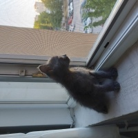 Tekir Kedi, Kedi  Çiko fotoğrafı