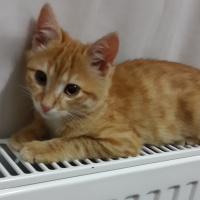Tekir Kedi, Kedi  Hürrem fotoğrafı